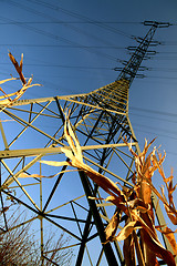 Image showing Power Pole In A Corn Field
