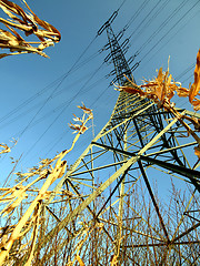 Image showing Power Pole In A Corn Field