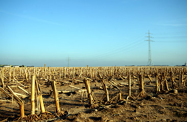 Image showing Corn Field And Power Pole