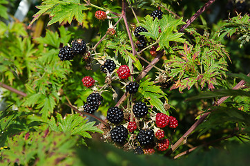 Image showing Blackberries to harvest