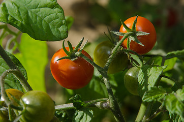 Image showing Ripe red tomatoes