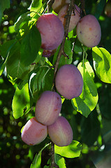 Image showing Growing plums