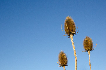 Image showing Wild teasels closeup