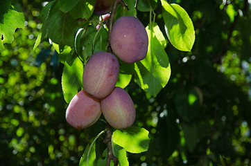 Image showing Riped plums