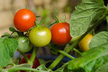 Image showing Growing tomatoes