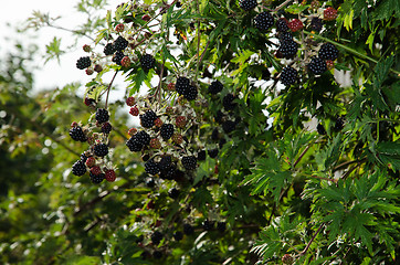 Image showing Blackberries shrub
