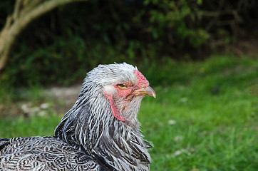 Image showing Gray hen profile