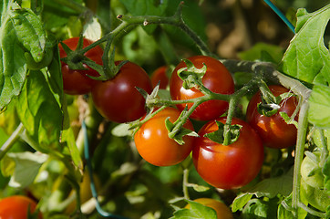 Image showing Growing tomatoes bunch