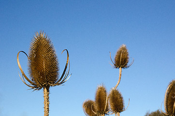 Image showing Thistle close up