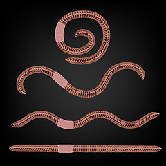 Image showing Animal Earth Red Worms