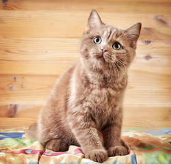 Image showing portrait of british kitten