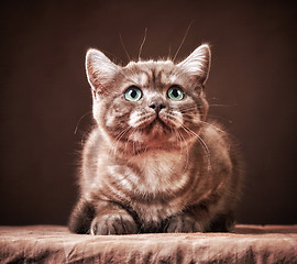 Image showing portrait of british kitten