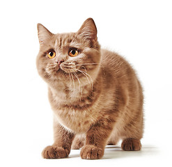 Image showing portrait of british kitten