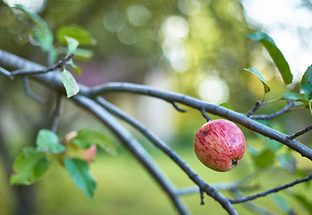 Image showing natural apple on a branch