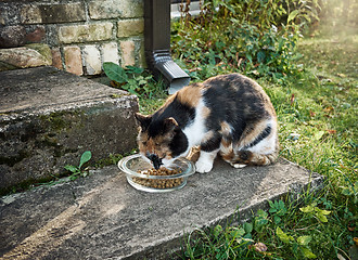 Image showing Cat eats