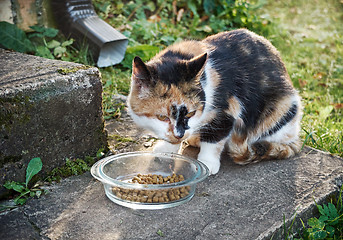 Image showing Cat eats