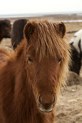 Image showing Portrait of a brown Icelandic horse 