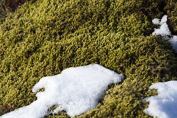 Image showing Closeup of fragile Icelandic moss