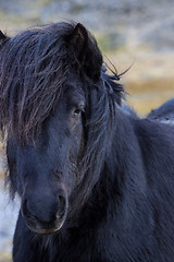 Image showing Portrait of a black Icelandic horse 