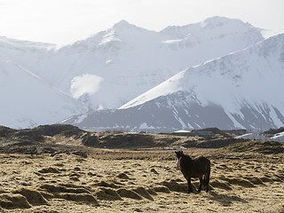 Image showing Icelandic pony in wintertime