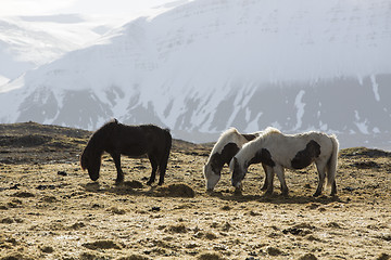 Image showing Icelandic horses in wintertime