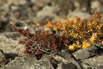 Image showing Shrubs in spring