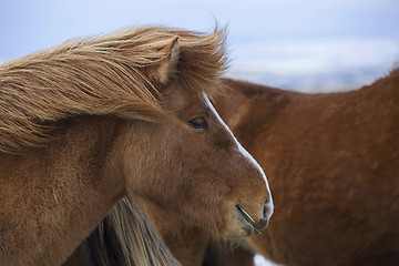 Image showing Portrait of a brown Icelandic horse 