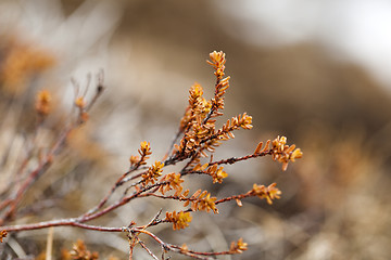 Image showing Small plants grow on volcanic underground