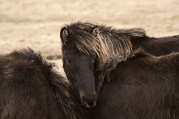 Image showing Black Icelandic horse