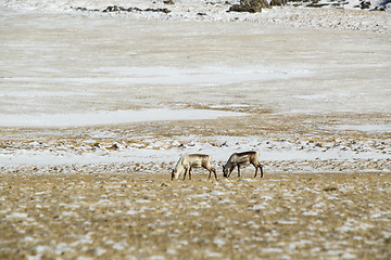 Image showing Reindeers in Iceland