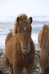 Image showing Young Icelandic foal