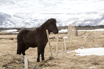 Image showing Young Icelandic foal