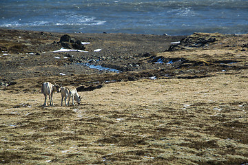 Image showing Reindeers in Iceland