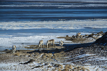 Image showing Herd of reindeer in Iceland