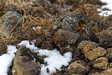 Image showing Spring awakening in Iceland