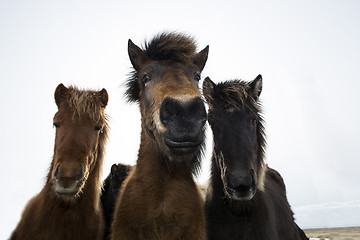 Image showing Curious Icelandic horses