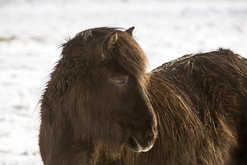 Image showing Portrait of a black Icelandic horse 