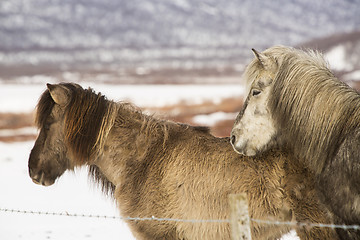 Image showing Two Icelandic horses in wintertime