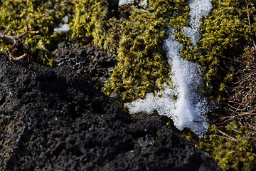 Image showing Closeup of fragile Icelandic moss