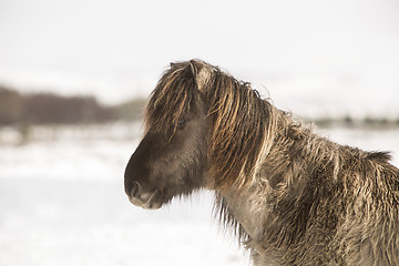 Image showing Icelandic horse in wintertime