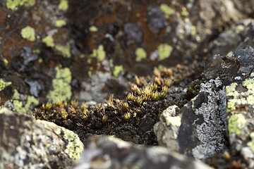 Image showing Spring awakening in Iceland