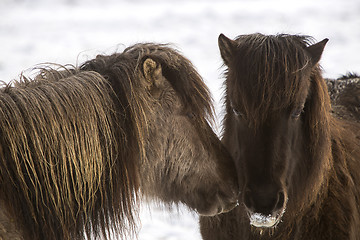 Image showing Two Icelandic horses in wintertime