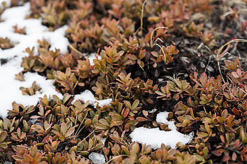 Image showing Small plants grow on volcanic underground