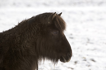Image showing Portrait of a black Icelandic horse 