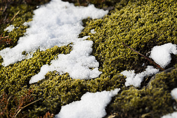 Image showing Closeup of fragile Icelandic moss