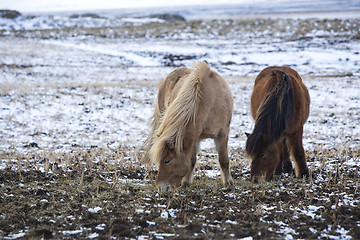 Image showing Two Icelandic horses in wintertime