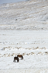 Image showing Two Icelandic horses in wintertime