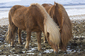 Image showing Two Icelandic horses in wintertime