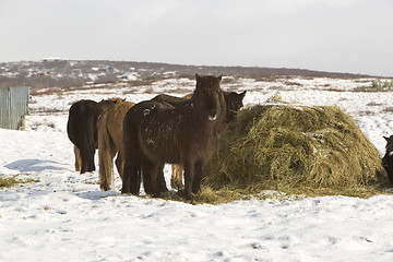 Image showing Icelandic horses in winter