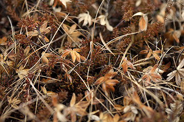 Image showing Small plants grow on volcanic underground